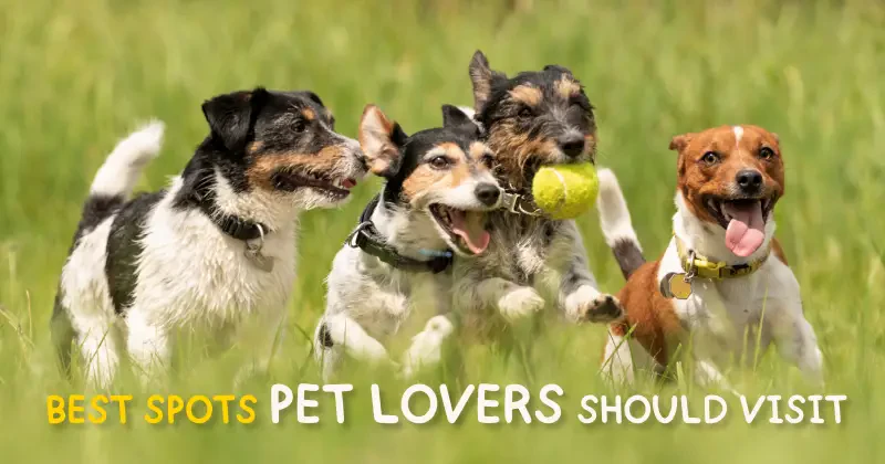 Best Spots Pet Lovers Should Visit